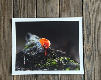 Orange mushroom print, fungi print, fungi macro photo, West Virginia forest print