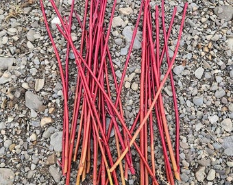 Red Osier Cuttings, 12-15", Dormant, Ready to Plant, Dogwood