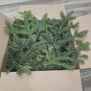 May include: A cardboard box filled with fresh, green fir tree branches. The branches are densely packed, with visible needles and a natural, organic appearance. The box is open, revealing the contents.