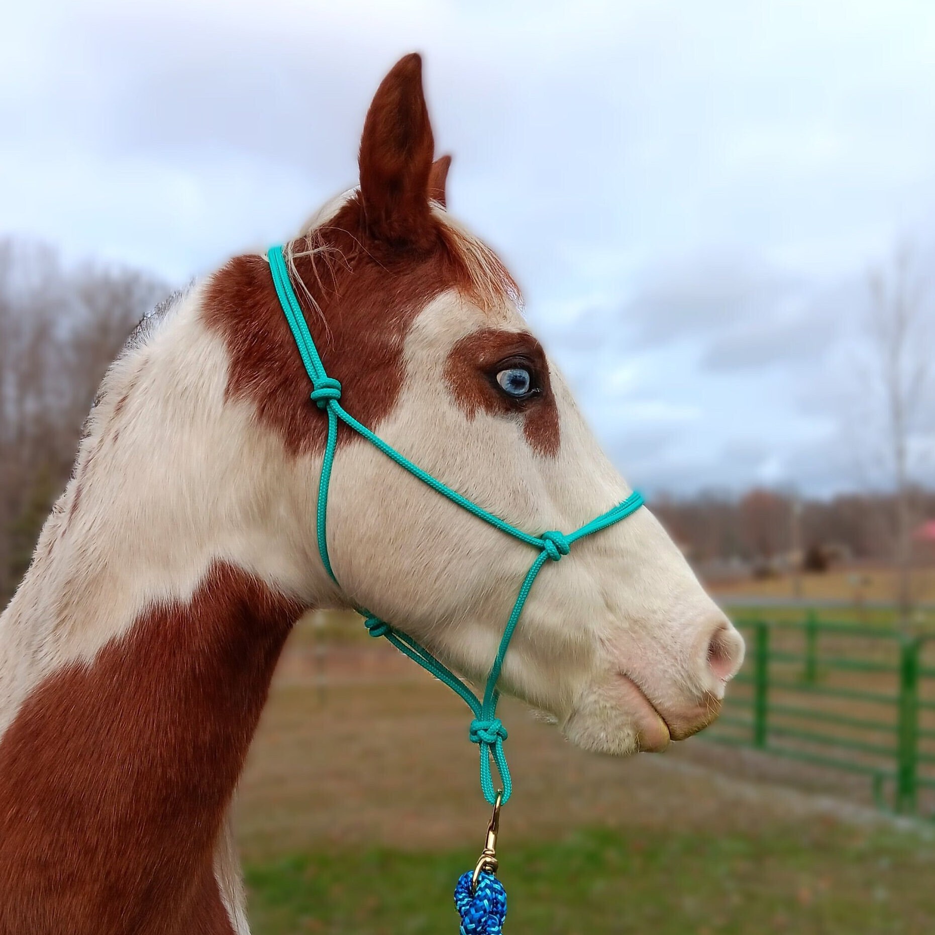 Horse Rope Halter, Groundwork, Natural Horsemanship, Clinician Style