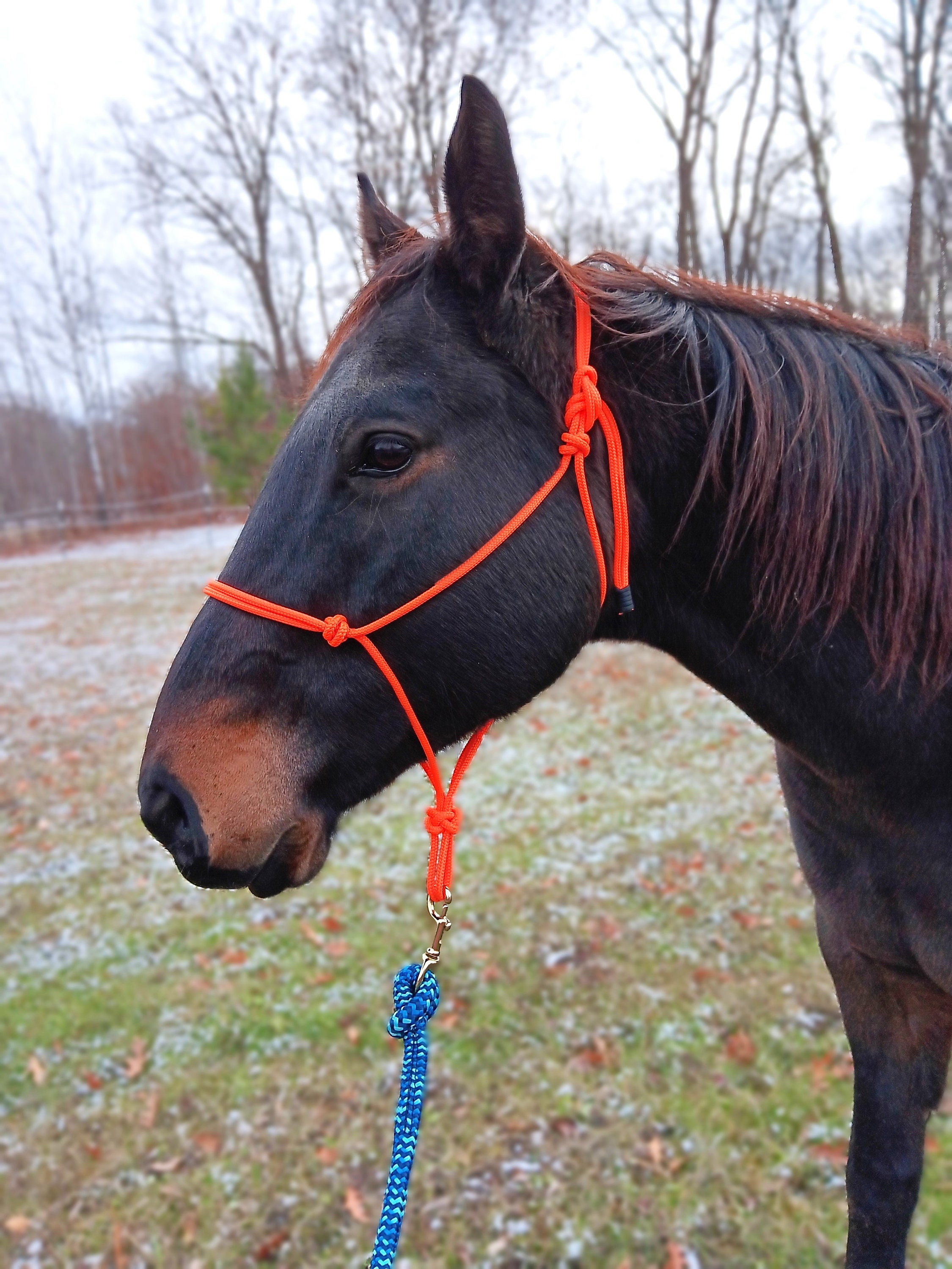 Horse Rope Halter, Groundwork, Natural Horsemanship, Clinician Style