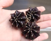 Gymnocalycium Mihanovichii | 'black Widow' | Rare Cactus - Etsy