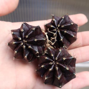korbmarante bilder Calathea orbifolia kaufen