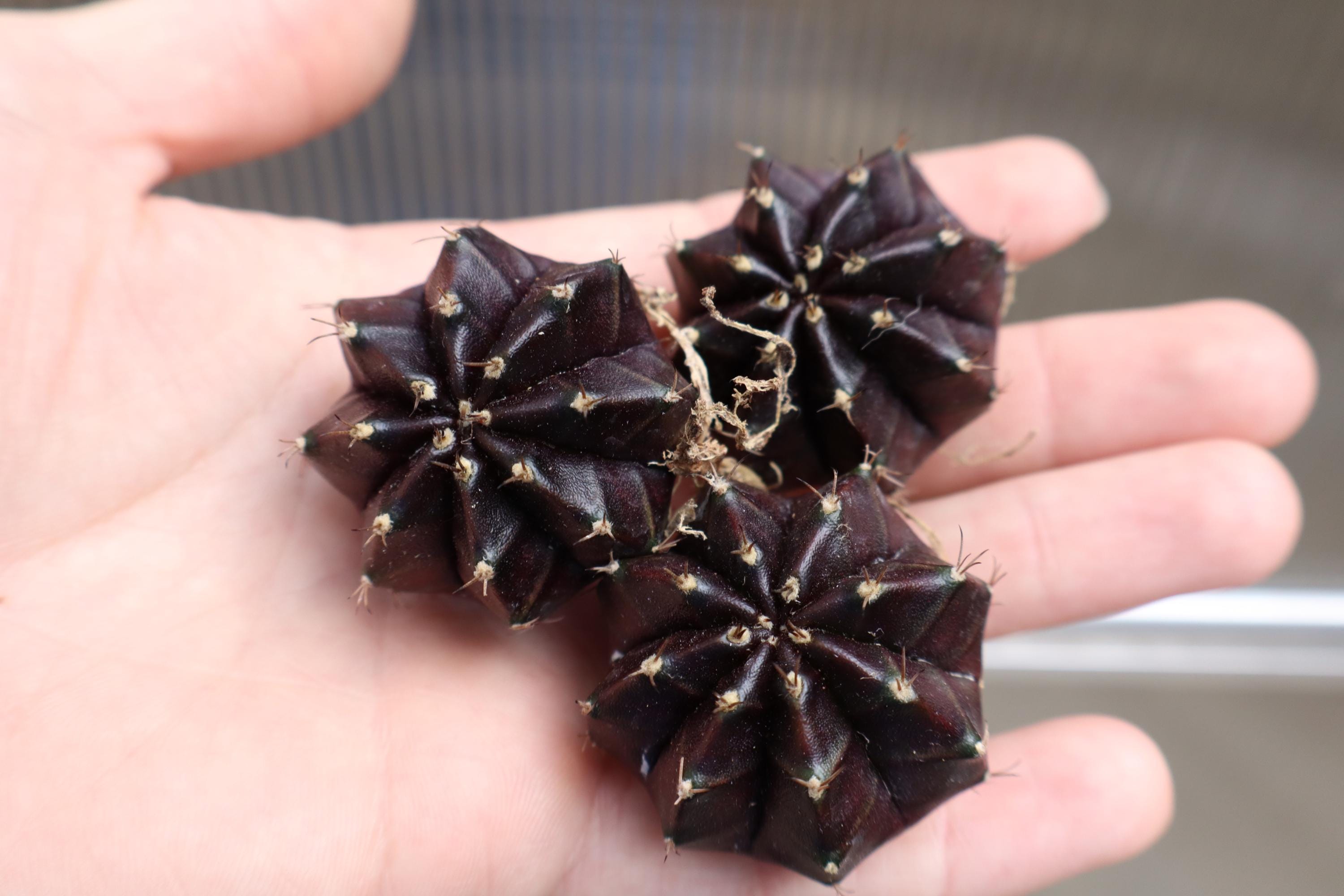 Gymnocalycium Mihanovichii | 'black Widow' | Rare Cactus - Etsy
