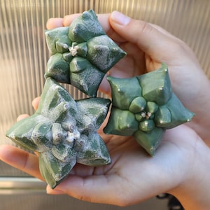 Myriostigma Kikko | Nudum | Frosted | Live Cactus | Buyer Choices