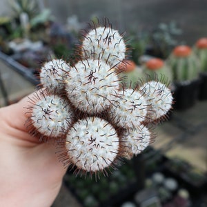 Mammillaria Perez de la Rosae Cluster