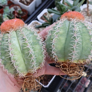 Melocactus Matanzanus | "Turks Cap Cactus"
