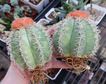 Melocactus Matanzanus | "Turks Cap Cactus"