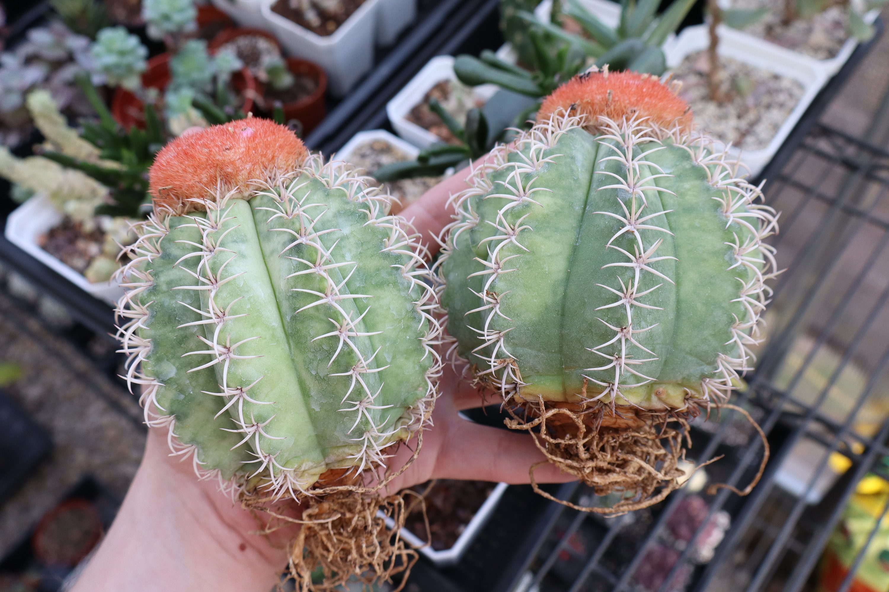Melocactus Plant - Etsy