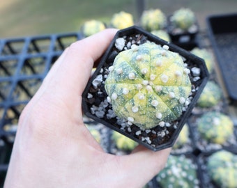 Astro Variegated | Live Cactus | 1.5 - 2+ Inch