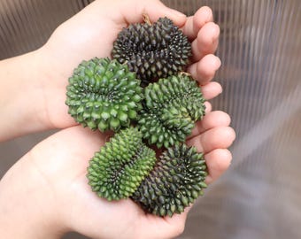 Crested Gymnocalycium | Intermis | Spineless | Live Cactus