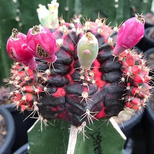 mammillaria parkinsonii Mammillaria parkinsonii 'Owl Eye Cactus' – DesertScapeSucculent