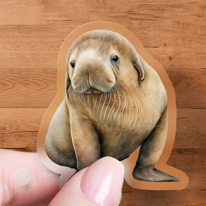 May include: A close-up of a sticker featuring a cute, light brown baby seal with a white belly and a curious expression. The sticker is on a wooden background.