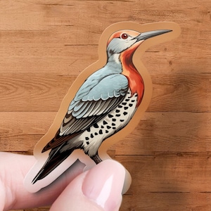 May include: A clear sticker of a red-breasted woodpecker with black and white spots on its wings and a long, pointed beak.