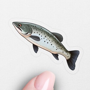 Spotted Seatrout Sticker, Animal Decal, Laptop, Car Window Decal, Water Bottle, Premium Quality, Waterproof with Multiple Sizes & Styles