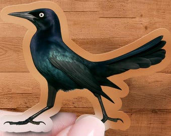 Iridescent Grackle Sticker, Glossy Bird Decal