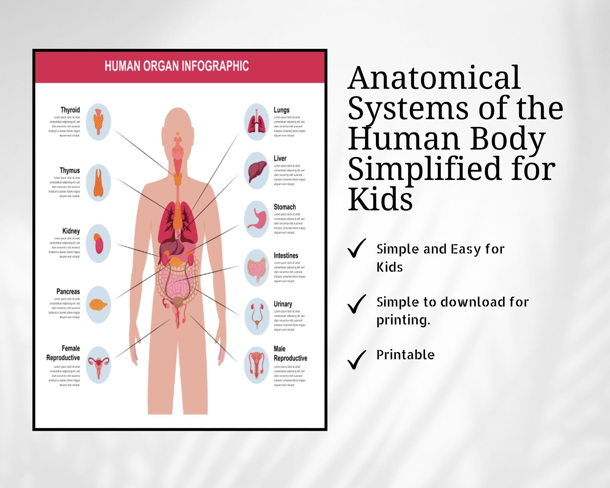 Human Body's Anatomical System| for Kids| Exercise Worksheet| Colouring ...