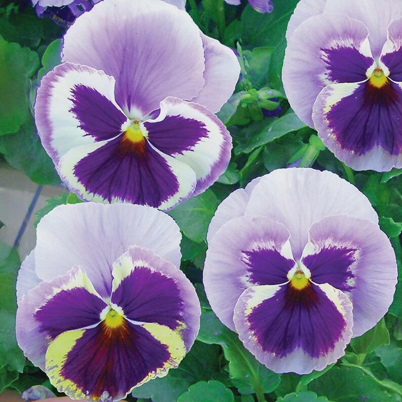 Pansy Majestic Giants Mix II - Thumbnail 4