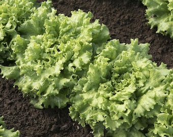 Muir Organic Lettuce Seed