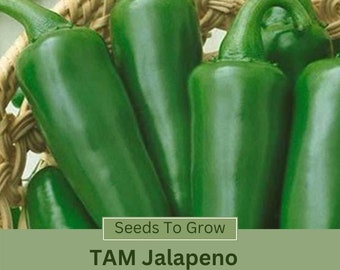 Pepper Seeds Hot TAM Jalapeño