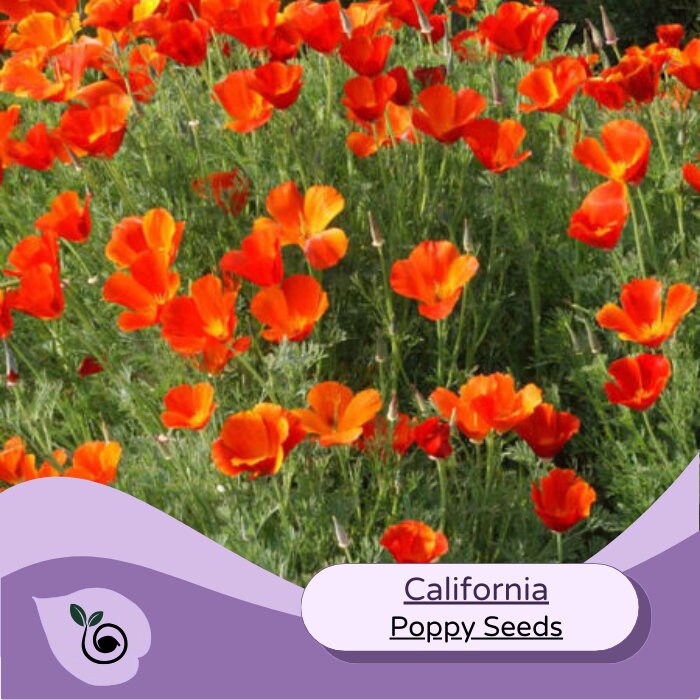California Poppy Seeds Bulk