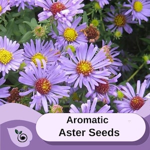 May include: Close-up of a cluster of purple and lavender aromatic aster flowers. The flowers have yellow centers and are in full bloom.  Aromatic Aster Seeds.