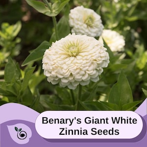May include: Close-up of white Zinnia flowers. The flowers are large and have a ruffled appearance. The text "Benary's Giant White Zinnia Seeds" is displayed below the flowers.