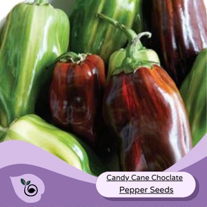 May include: A close-up of Candy Cane Chocolate pepper seeds. The image shows a variety of peppers, some are green with white stripes, and others are a deep red-brown color. The peppers have green stems and are clustered together.