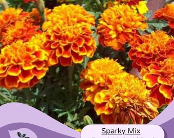 Heirloom French Marigold Seeds Sparky Mix Marigold Seeds Heirloom Seeds -  100 Flower Seeds