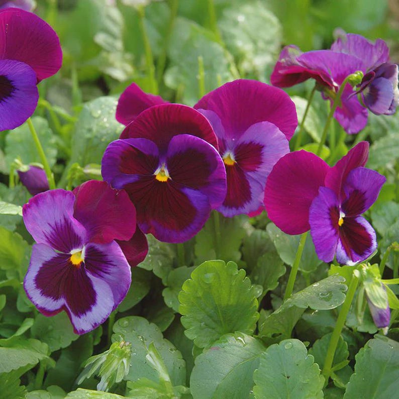 Pansy Majestic Giants Mix II