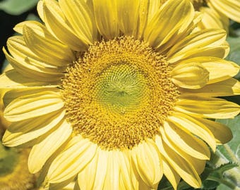ProCut® Lemon Lite Sunflower Pollenless. Single stem,Downy mildew resistance