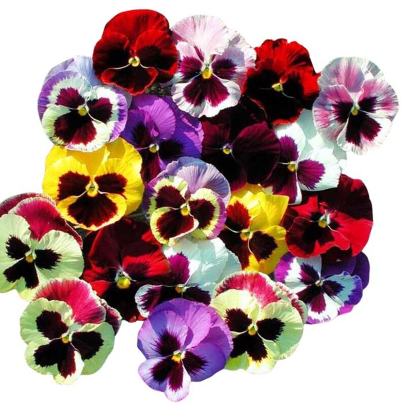Pansy Majestic Giants Mix II - Thumbnail 2