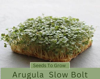 Arugula - Slow Bolt - Microgreens Seeds