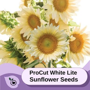 May include: A bouquet of white sunflower blooms with yellow centers. The text "ProCut White Lite Sunflower Seeds" is displayed on a purple background.