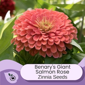May include: Close-up of a large, salmon-colored Zinnia flower with a yellow center. The flower is in bloom and has many petals. The text "Benary's Giant Salmon Rose Zinnia Seeds" is visible below the flower.