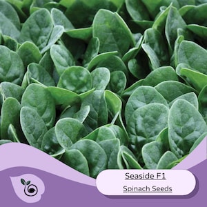 Spinach Seeds -Seaside Seed