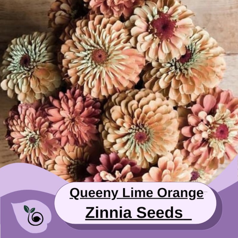 Breathtaking Rare Zinnia Seeds Capture Digital Art Breathtaking Rare Zinnia Seeds Capture Digital Art