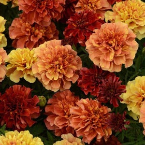 May include: A close-up of marigold flowers in shades of yellow, orange, and red. The flowers have multiple layers of petals, creating a full, textured appearance. The image is a close-up, showing the details of the flower heads.