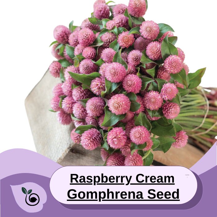 Grona Raspberry Raspberry Cream Gomphrena Seed - Etsy