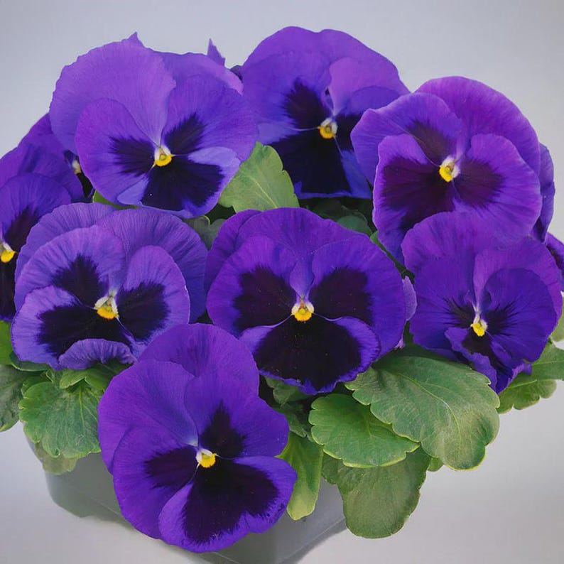 Pansy Majestic Giants Mix II - Thumbnail 3
