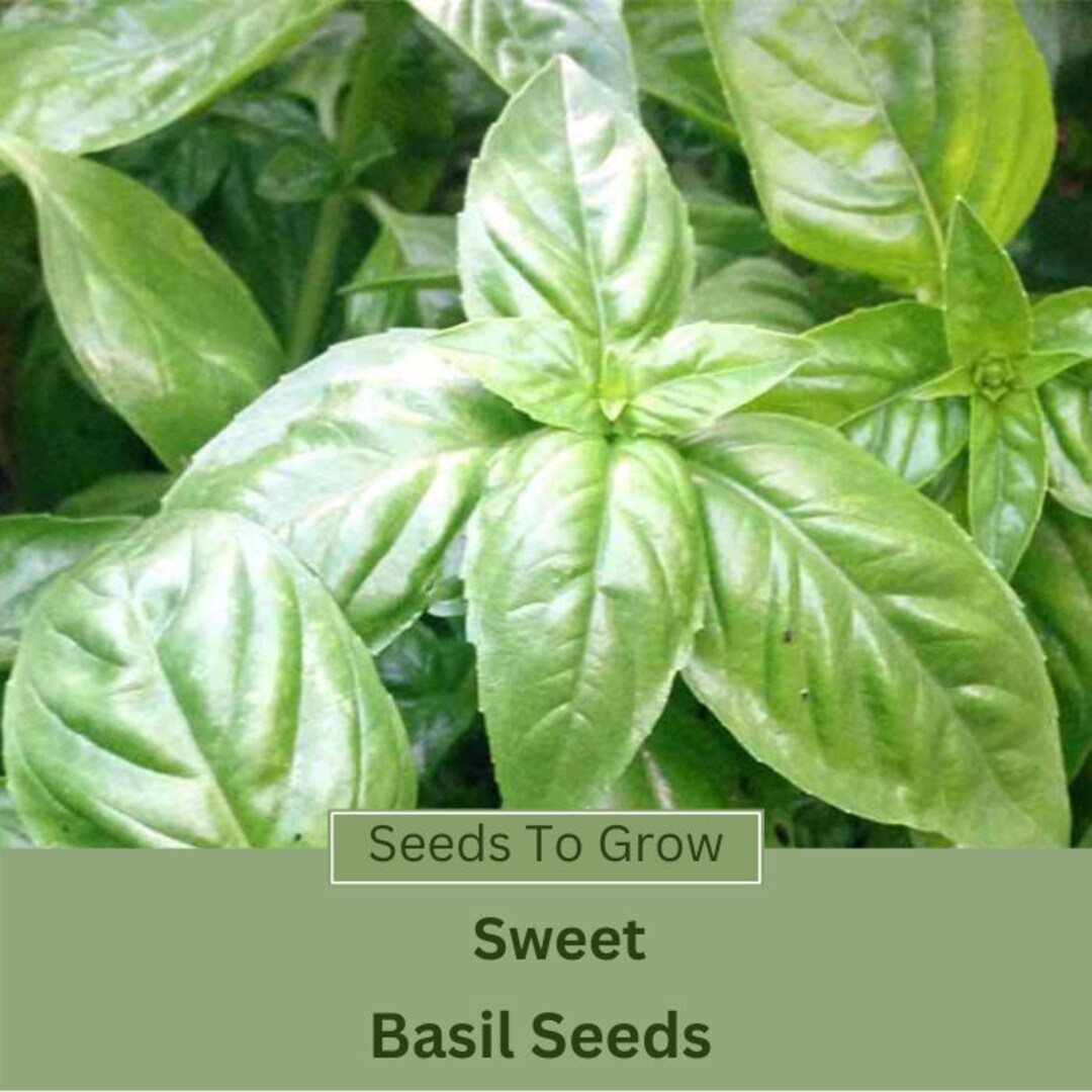 Basil Seeds Sweet Basil Etsy
