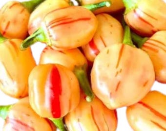 Pasilla Bajio Pepper Seeds | Hot | Heirloom | Organic - Etsy