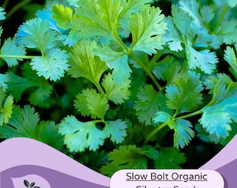 Organic Heirloom Cilantro Seeds - Slow Bolt Organic Cilantro Herb Garden Seeds