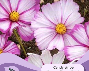 Cosmos Flower Seeds Candy stripe-Cosmo Seeds