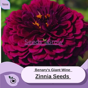 May include: Close-up of a deep purple Zinnia flower with a yellow center. The flower is labeled "Benary's Giant Wine Zinnia Seeds".
