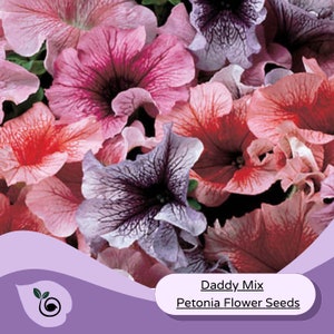 Petunia Flower Seeds- Daddy Mix Seeds 50 Garden Flower Seeds