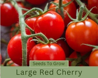 Large Red Cherry Tomato Seeds Indeterminate, Heirloom, Cherry Tomatoes