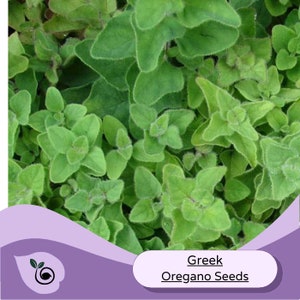 May include: Close-up of vibrant green Greek oregano plants. The leaves are small, oval-shaped, and have a slightly fuzzy texture. The image includes a purple banner with the text "Greek Oregano Seeds".