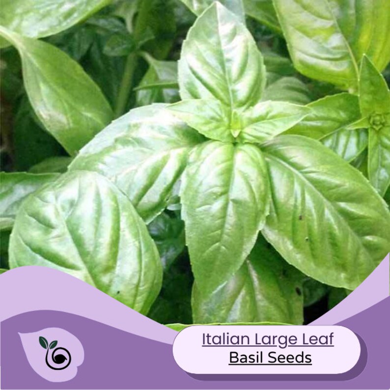 Italian Large Leaf Basil Seeds Etsy Italian large leaf basil seeds etsy