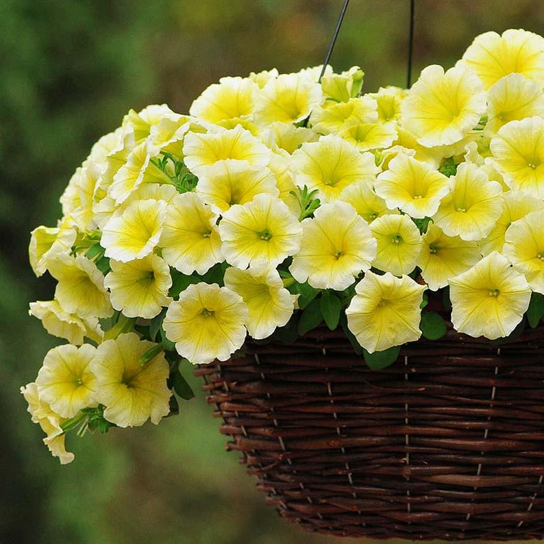 Petunia Easy Wave - Thumbnail 2